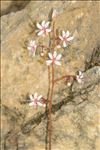 Saxifraga umbrosa L.