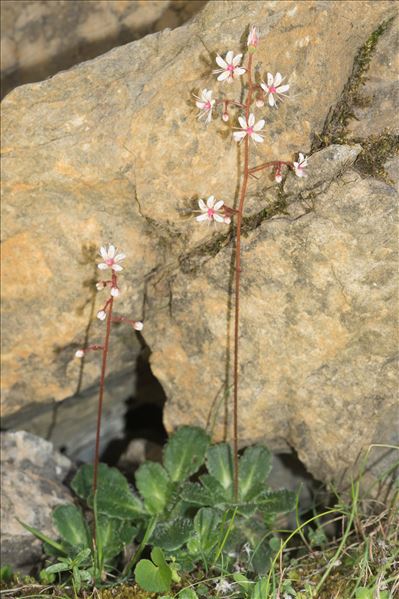 Saxifraga umbrosa L.