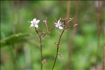 Saxifraga umbrosa L.