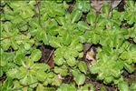 Saxifraga umbrosa L.