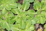Saxifraga umbrosa L.