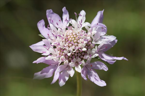 Scabiosa atropurpurea var. maritima (L.) Fiori