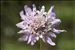 Scabiosa atropurpurea var. maritima (L.) Fiori