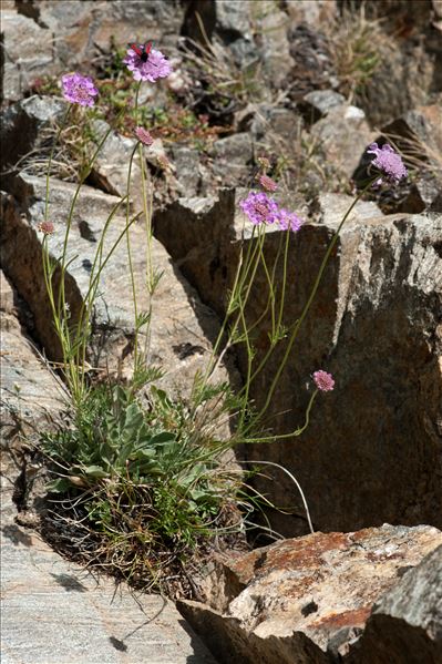 Scabiosa triandra L.