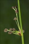 Scirpoides holoschoenus subsp. australis (L.) Soják