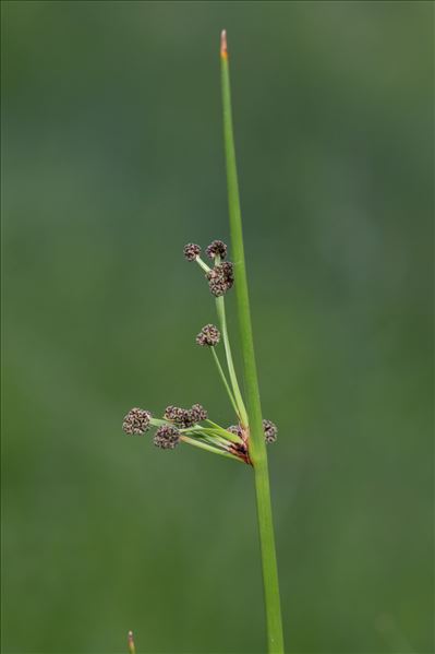 Scirpoides holoschoenus (L.) Soják