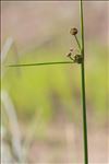 Scirpoides holoschoenus subsp. australis (L.) Soják