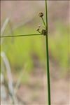 Scirpoides holoschoenus subsp. australis (L.) Soják