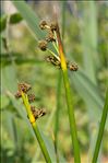 Scirpoides holoschoenus subsp. australis (L.) Soják