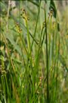 Scirpoides holoschoenus subsp. australis (L.) Soják