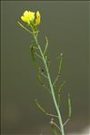 Diplotaxis tenuifolia (L.) DC.