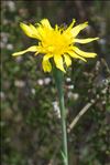 Scorzonera austriaca subsp. bupleurifolia (Pouzolz ex Timb.-Lagr. & Jeanb.) Bonnier