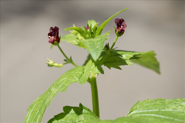 Scrophularia peregrina L.
