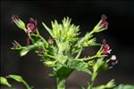 Scrophularia peregrina L.