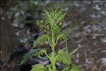 Scrophularia peregrina L.