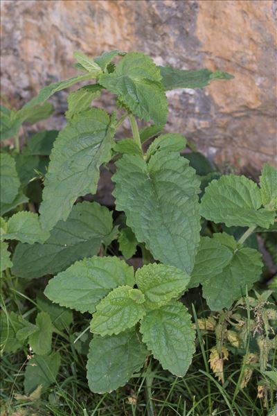 Scrophularia pyrenaica Benth.