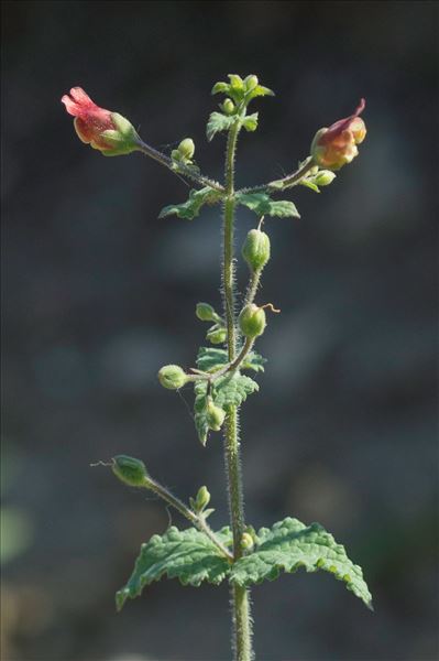 Scrophularia scorodonia L.