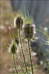 Dipsacus fullonum L.