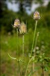 Dipsacus fullonum L.