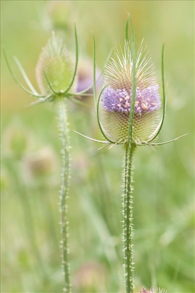 Dipsacus fullonum L.