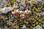 Sedum andegavense (DC.) Desv.