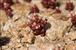 Sedum andegavense (DC.) Desv.