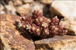 Sedum andegavense (DC.) Desv.