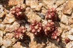 Sedum andegavense (DC.) Desv.