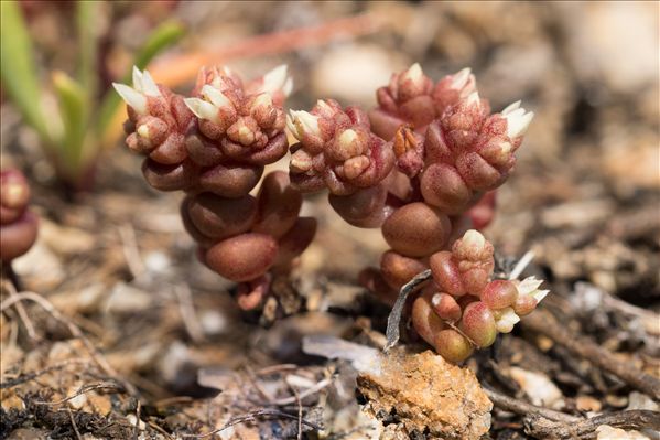 Sedum andegavense (DC.) Desv.