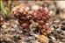 Sedum andegavense (DC.) Desv.