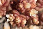 Sedum andegavense (DC.) Desv.