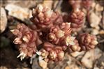 Sedum andegavense (DC.) Desv.
