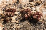 Sedum andegavense (DC.) Desv.