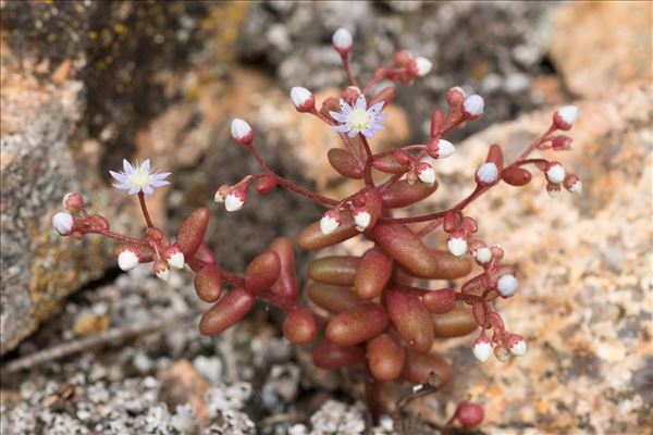 Sedum caeruleum L.