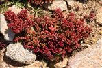Sedum caeruleum L.