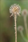 Dipsacus pilosus L.