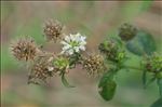 Dipsacus pilosus L.