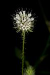 Dipsacus pilosus L.