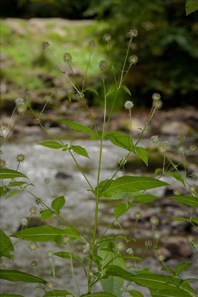 Dipsacus pilosus L.