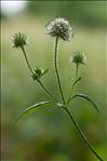 Dipsacus pilosus L.