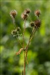 Dipsacus pilosus L.