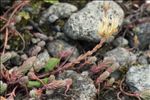 Sedum ochroleucum Chaix