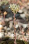 Sedum ochroleucum Chaix