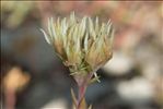 Sedum ochroleucum Chaix