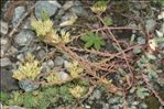 Sedum ochroleucum Chaix