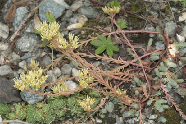 Sedum ochroleucum Chaix