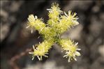 Sedum sediforme (Jacq.) Pau