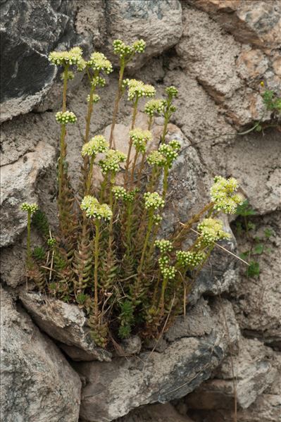 Sedum sediforme (Jacq.) Pau