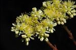 Sedum sediforme (Jacq.) Pau