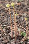 Sedum sediforme (Jacq.) Pau